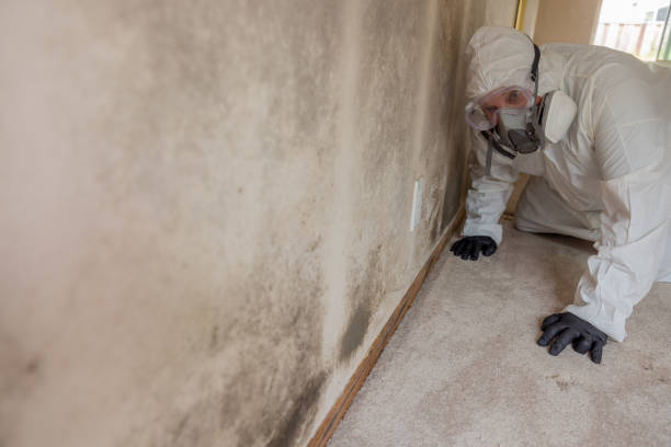 Best Biohazard Mold Removal  in Fort Sumner, NM